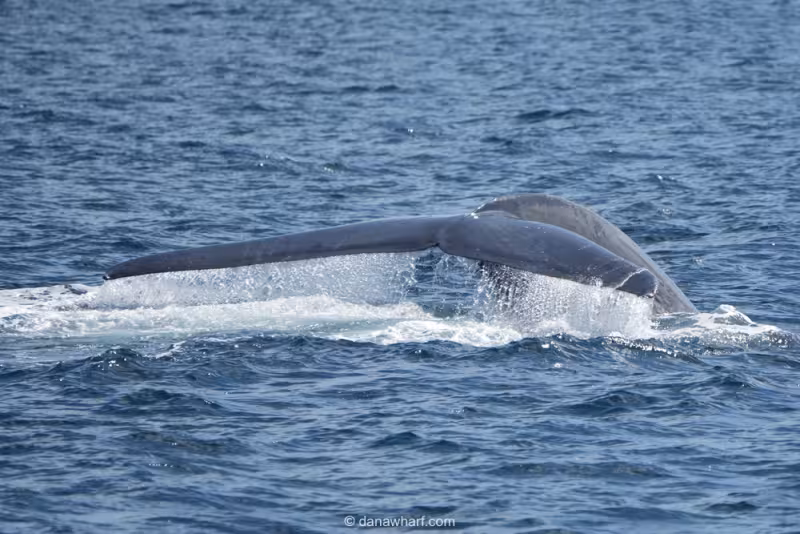 Charter operators excited by blue whale sighting off Dana Point Headlands for Earth Day