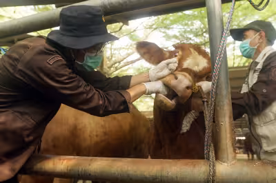 Indonesia tightens livestock checks ahead of Eid Al Adha 2026 slaughtering surge